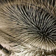 Illustration for article titled Artificial Bee Eye Could Improve Robotic Vision
